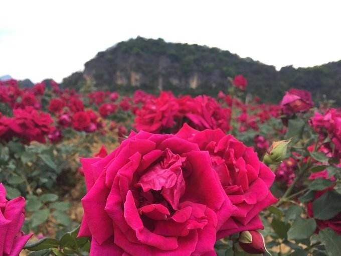 1551690431201539.jpg 微信图片_20190304170909.jpg