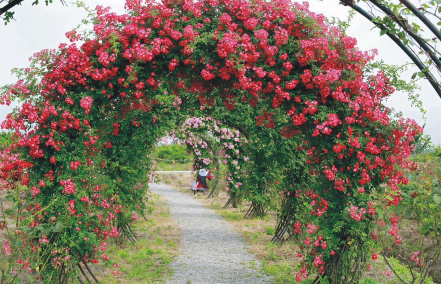 1553053407798050.jpg 花市.jpg