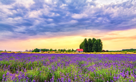 1569467116613555.png 大理花海1.png