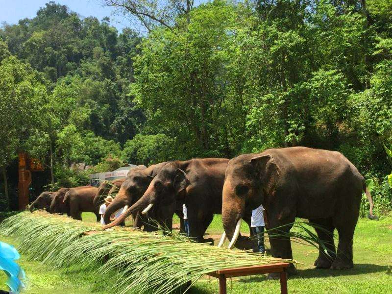 1576633515286785.jpg 野象谷2.jpg