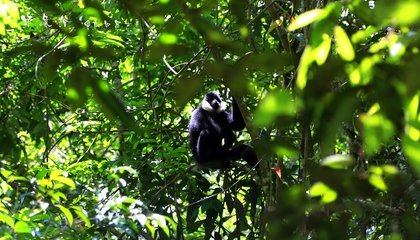 1596767940879545.jpg 野象谷1.jpg