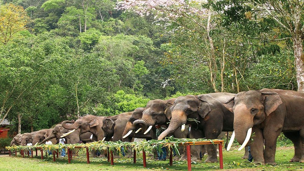 1596769093741609.jpg 野象谷.jpg