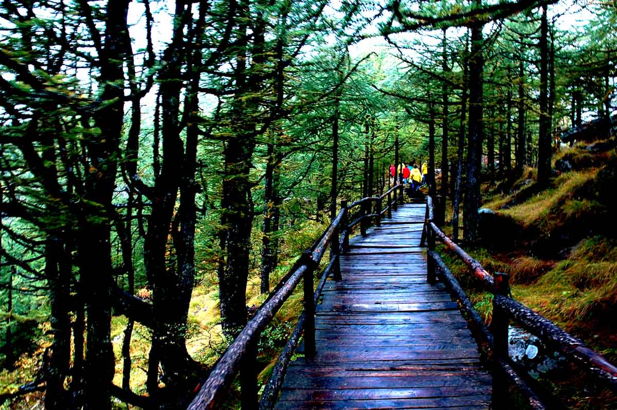 1596786936112999.jpg 原始森林公园.jpg