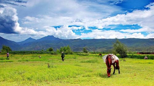 1601020851262314.jpg 拉市海湿地公园.jpg