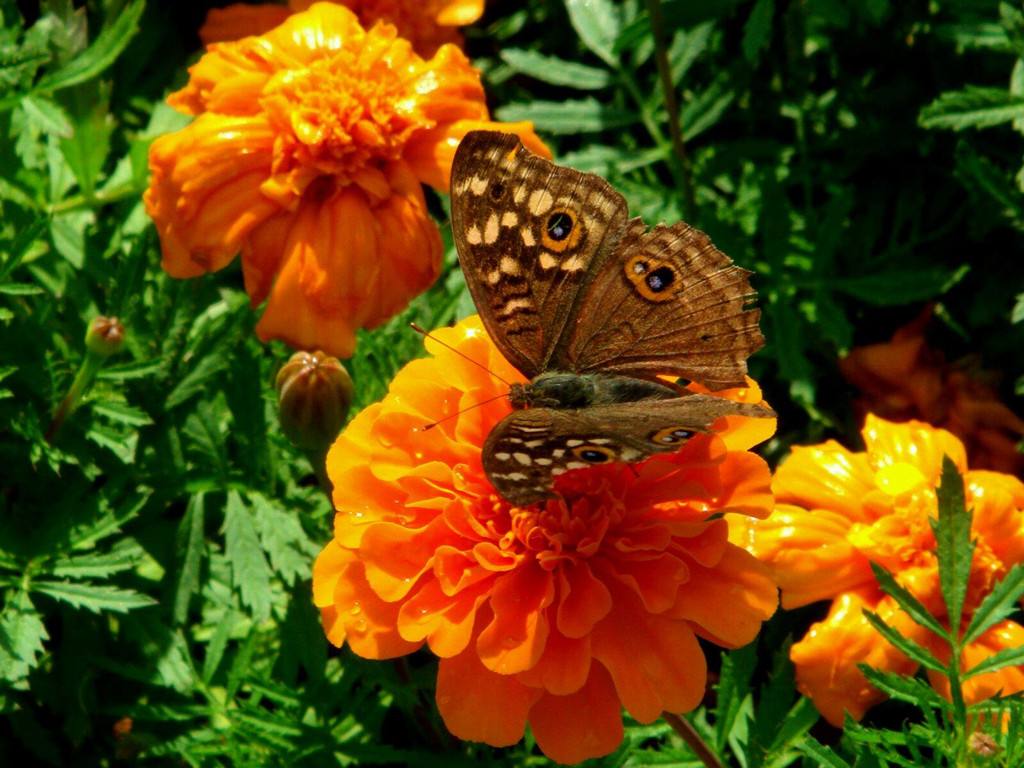 1603693071963885.jpg 花卉.jpg