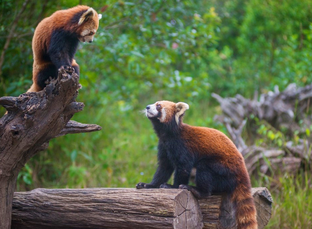 1622343113858121.jpg CggYGlXdmJ2AVCXWAARzFAf7lWw479.jpg