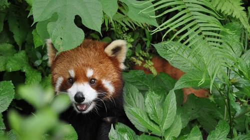 1622343163795154.jpg timg (12).jpg