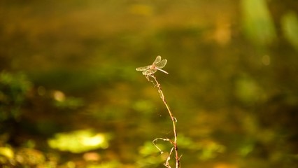 1622703337764330.jpg 逍遥湖.jpg