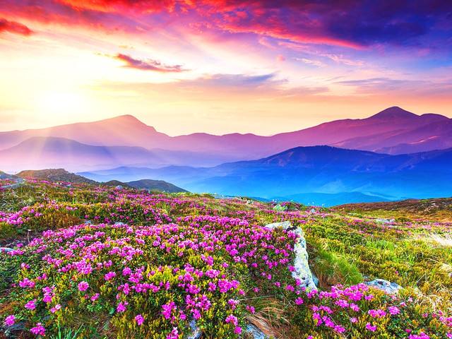 1624181441395337.jpg 花海1.jpg