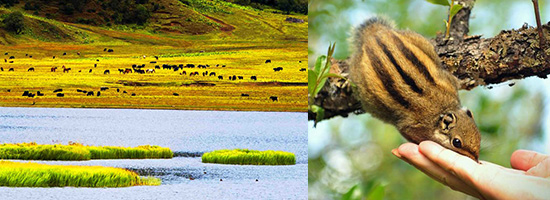 1638415463506197.png 普达措.png