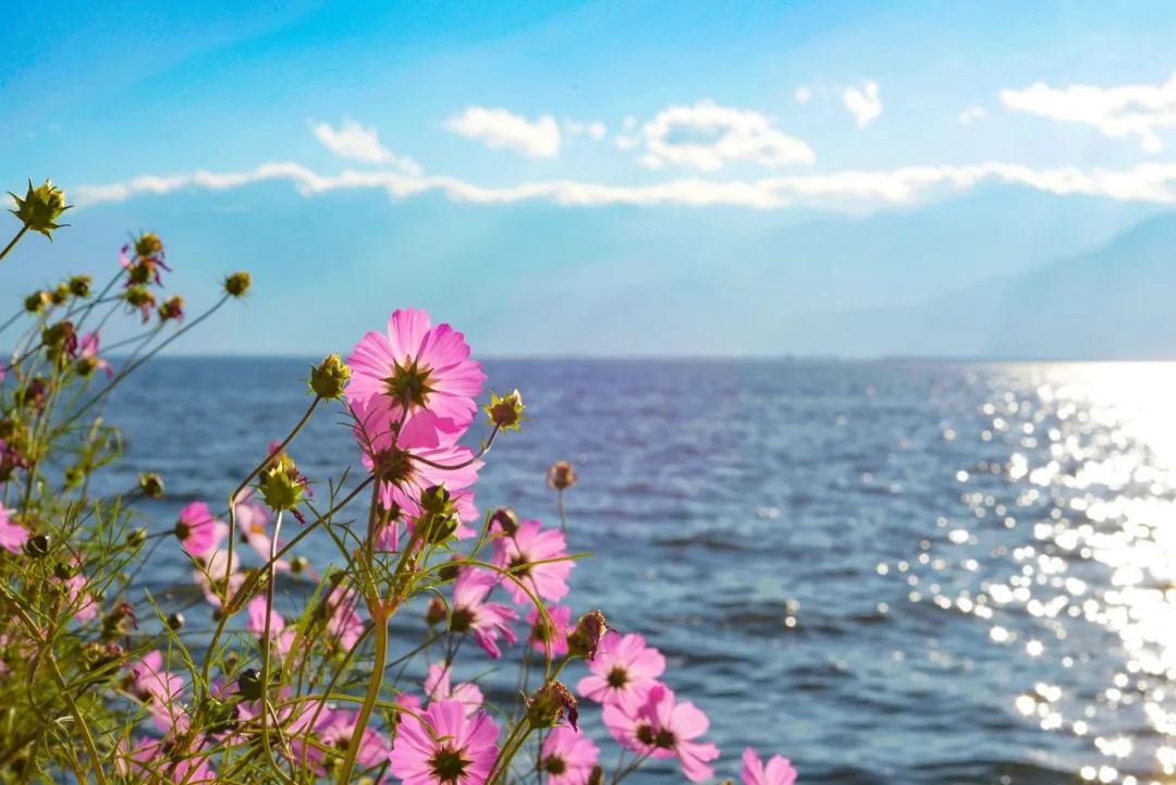 1638945705152375.jpg 洱海.jpg