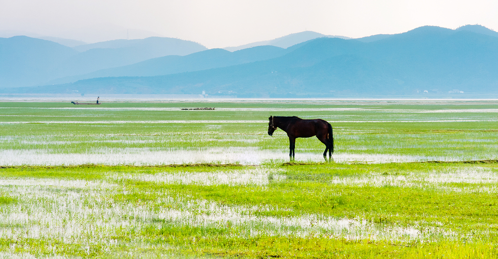 1638945869887484.jpg 拉市海.jpg