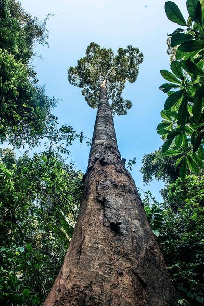 1701762419921691.jpg 望天树.jpg