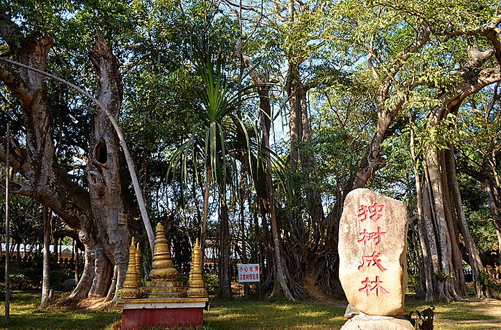 1729493467375394.jpg 独树成林.jpg