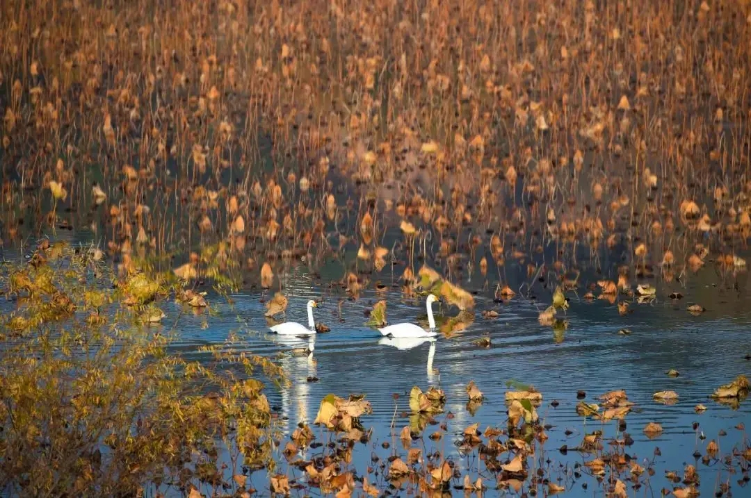 1734664955451137.jpeg cd0c9029cb5b39b593c623e1778dd3ed_8e1feb15aee5452c82cd13a657528d52.jpeg