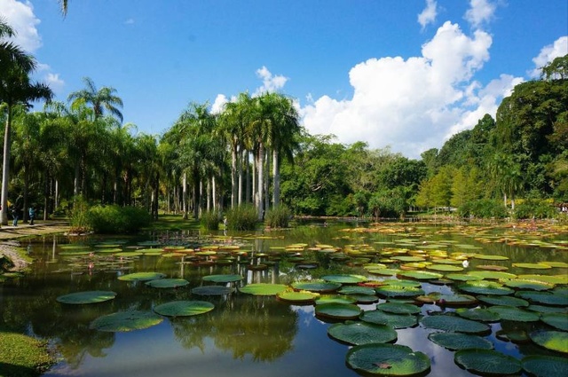 1752118490766313.jpeg 勐仑植物园.JPEG